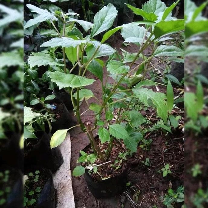 

Terlaris Bibit Tanaman Nilam-Pohon Daun Nilam Patchouli-Bibit Tanaman Herbal