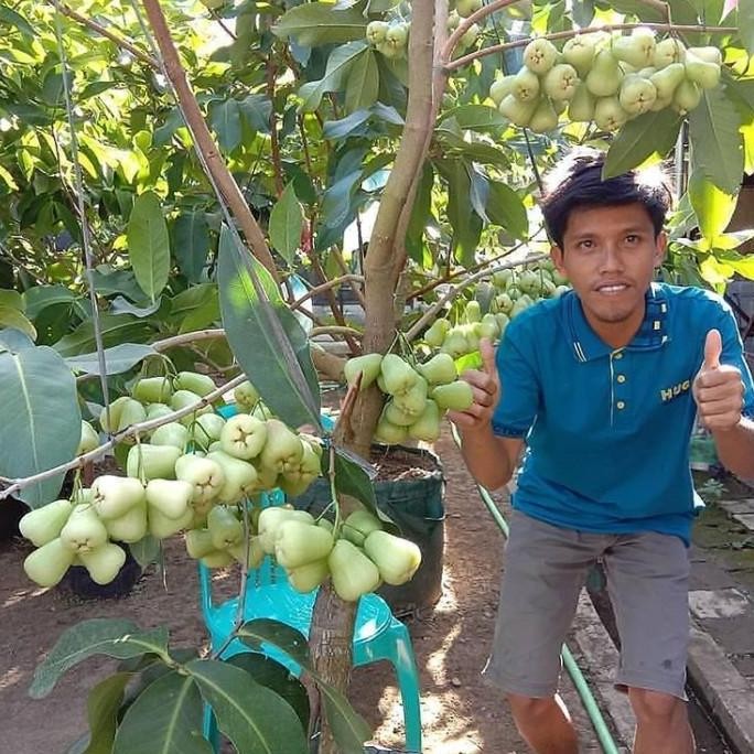 

Terlaris Bibit Jambu Air Madu Deli Hijau 80 Cm