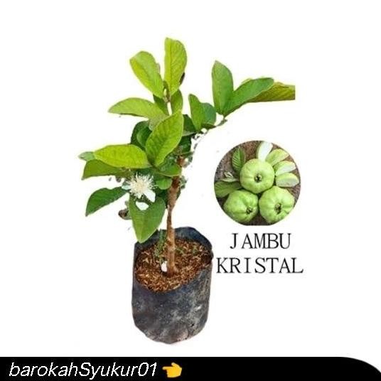 

Terlaris Fresh Cangkok /Bibit Jambu Kristal Asli Taiwan - Putih