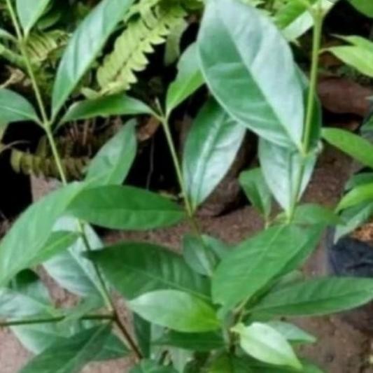 

Terlaris Bibit Daun Salam Bumbu Dapur Siap Tanam