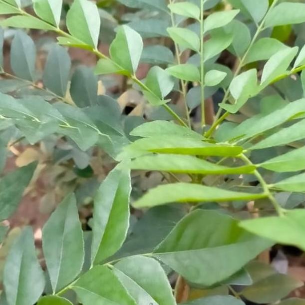 

Terlaris Bibit Tanaman Daun Salam Koja - Bumbu Masakan Kari