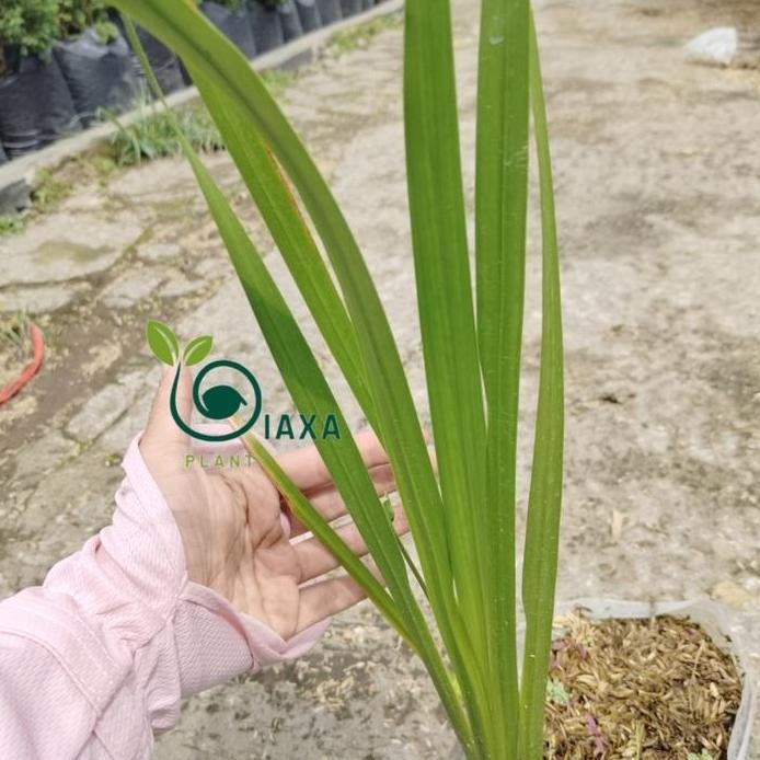 

Terlaris Tanaman Jeringau Jaringao Dringo Dlingo Jerangau Herbal Bibit Toga Acorus Calamus