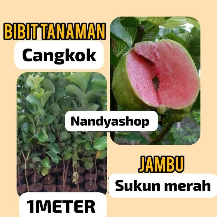 

Terlaris Bibit Jambu Sukun Merah 1 Meter Cangkok