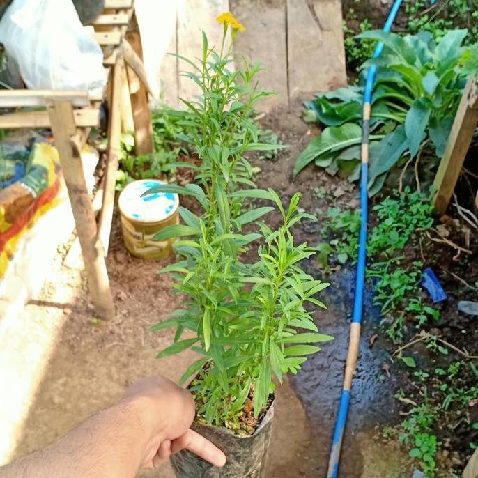 

Terlaris Bibit Tanaman Herbal Daun Tarragon