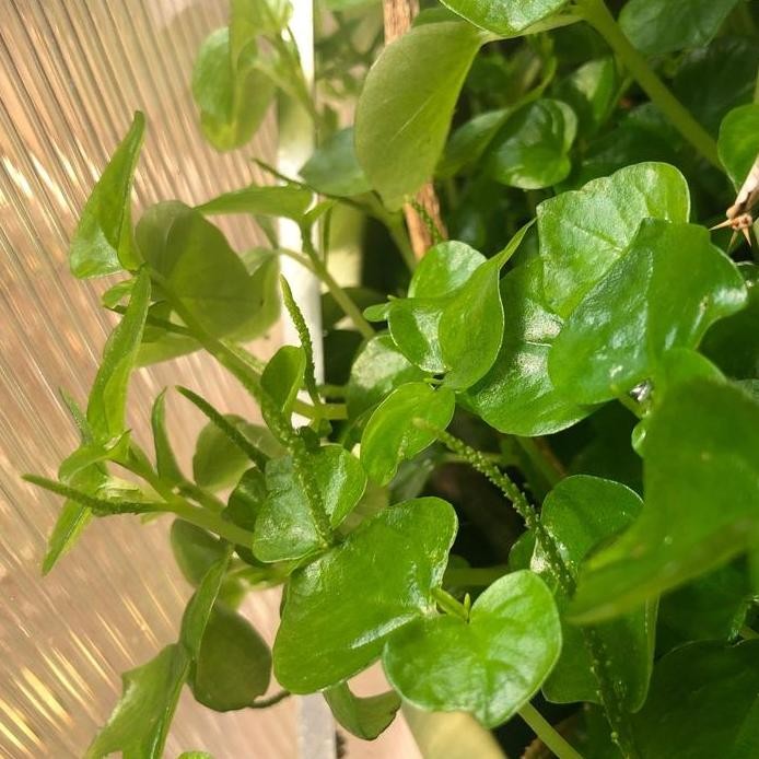 

Terlaris Tanaman Herbal Daun Suruhan / Daun Sirih Cina