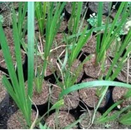 

Terlaris Bibit Dlingo / Dlingu Tanaman Herbal