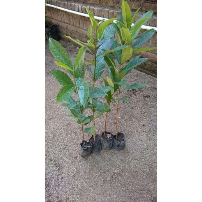 

Terlaris Promo!!! Paket Isi 10 Gratis 1 - Bibit Daun Salam Murah