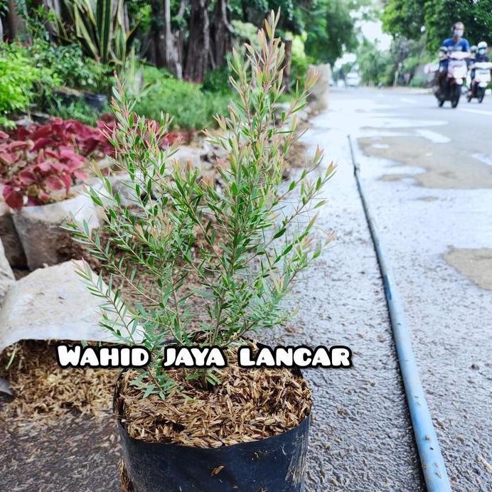 

Terlaris Tanaman Hias / Tanaman Obat / Tanaman Herbal Kayu Putih