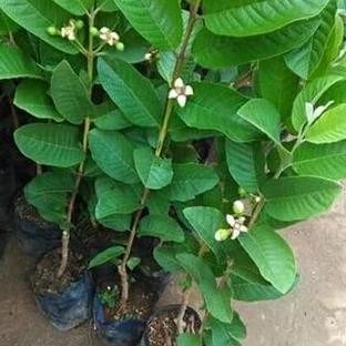

Terlaris Bibit Tanaman Buah Jambu Kristal Merah Siap Berbuah