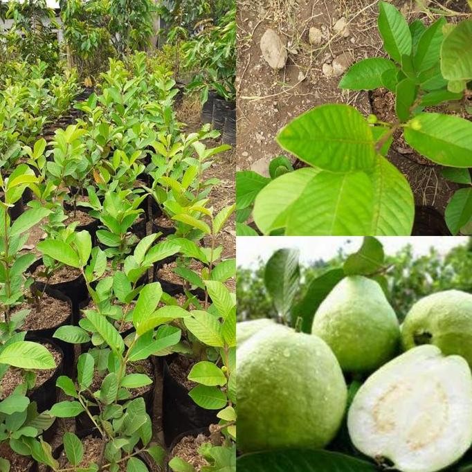 

Terlaris Bibit Jambu Kristal Tanpa Biji