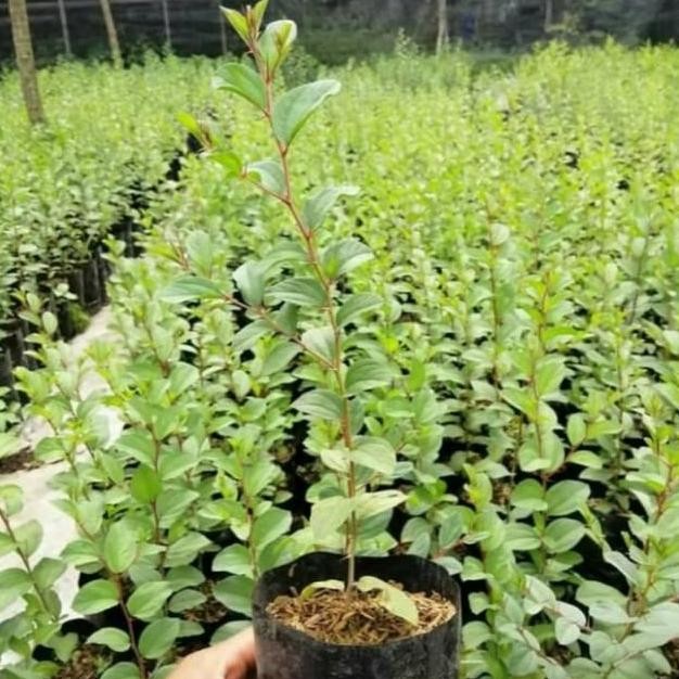 

Terlaris Tanaman Herbal Bidara Arab