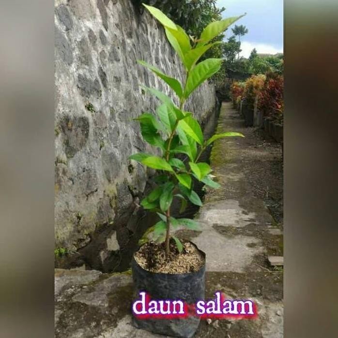 

Terlaris Bibit Tanaman Bumbu Dapur Daun Salam Isi 3 Bibit