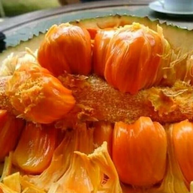 

Terlaris Pupuk Organik Booster Cempedak Pelebat Cepat Berbuah