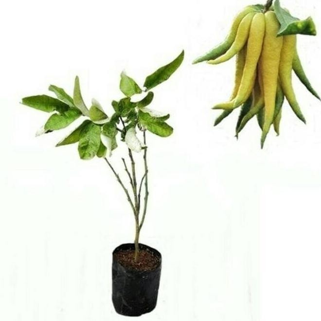 BIBIT JERUK JARI BUDHA BERBUAH HIJAU BER BIBIT TANAMAN BUAH DALAM POT PREMIUM