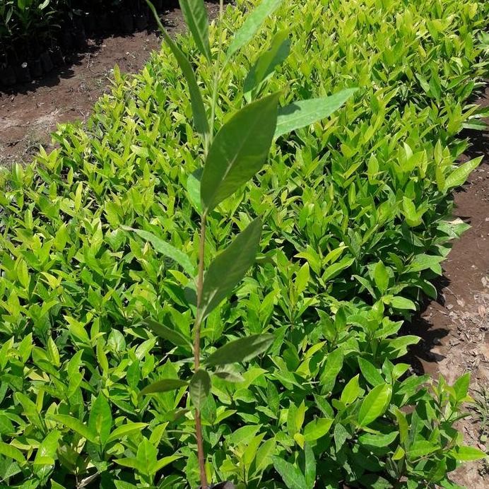 

Terlaris Bibit Daun Salam Paket10 Bibit+1Bonus