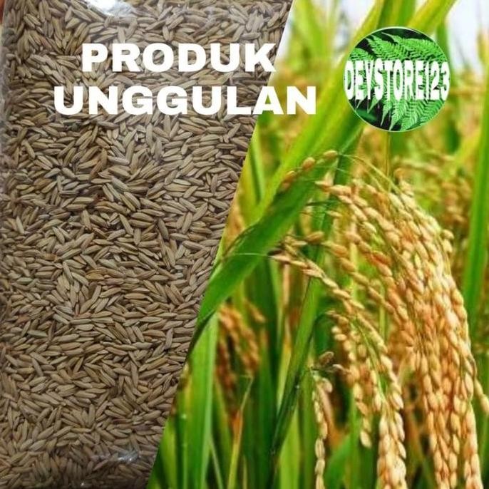 

Terlaris Bibit Padi Huma Padi Darat Asli