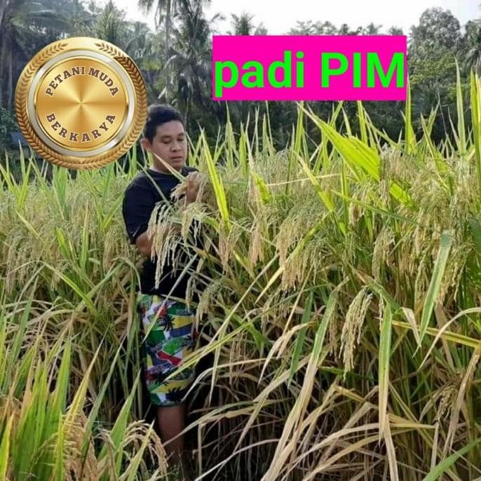 

Terlaris Benih Padi Pim Bibit Padi Raksasa Batang Sangat Besar Dan Tinggi