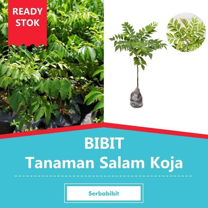 

Terlaris Bibit Tanaman Salam Koja - Temuru - Daun Kari