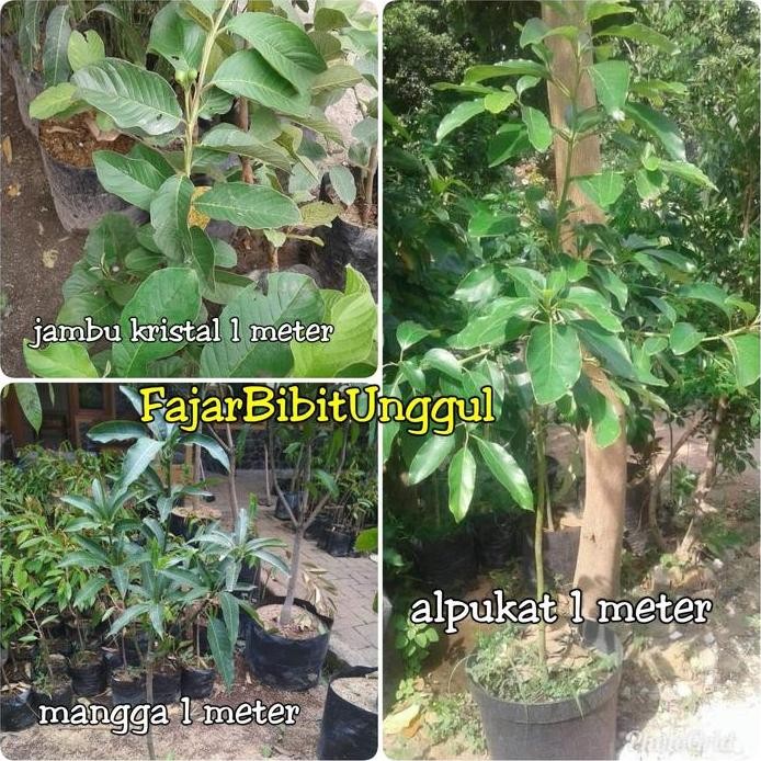 

Terlaris Paket 3 Bibit Siap Berbuah Tabulampot (Mangga ,Jambu Kristal,Alpukat)