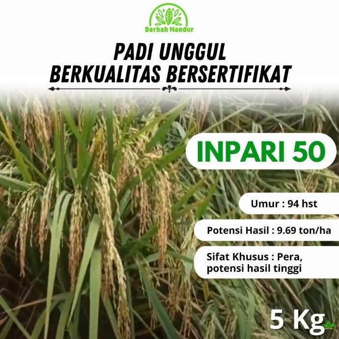 

Terlaris Benih Padi Inpari 50 Marem 5Kg Benih Padi Unggul Bibit Padi Unggul
