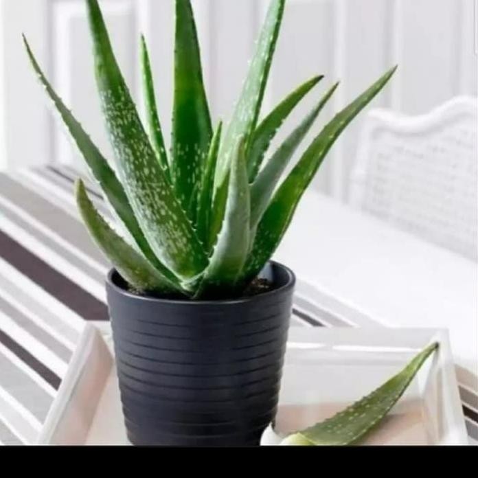 

Terlaris Tanaman Hias Lidah Buaya/Tanaman Herbal