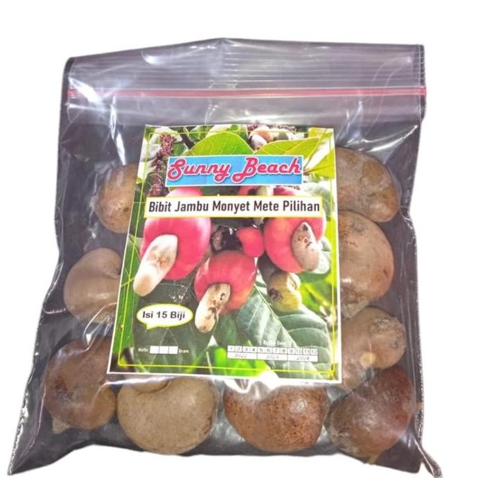 

Terlaris Bibit Jambu Monyet Mete Pilihan|Benih Jambu Mede|Bibit Jambu Mete