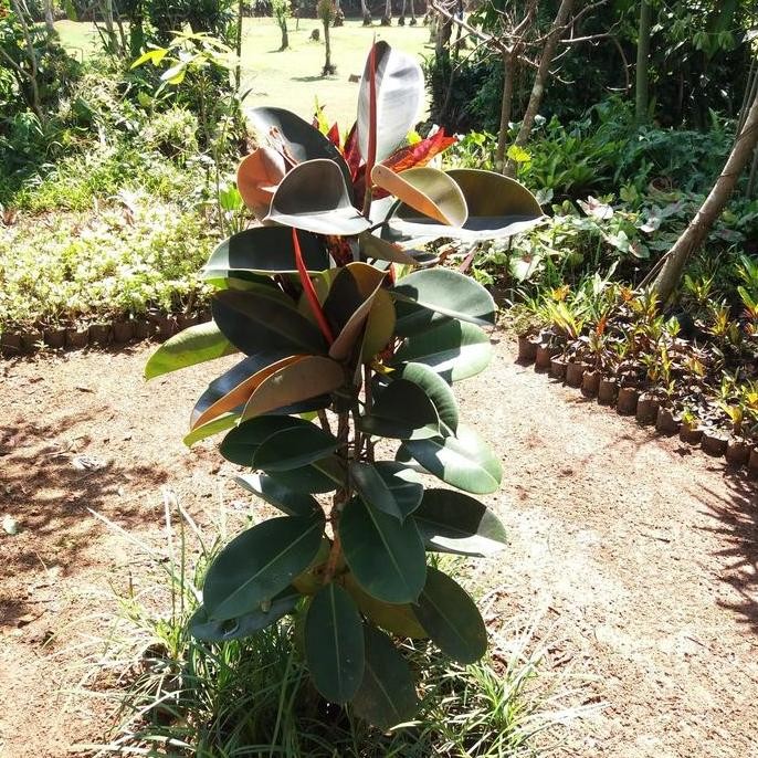 

Terlaris Tanaman Hias/Herbal Karet Kebo