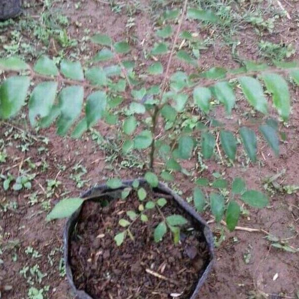 

Terlaris Bibit Tanaman Pohon Salam Koja-Pohon Daun Kari