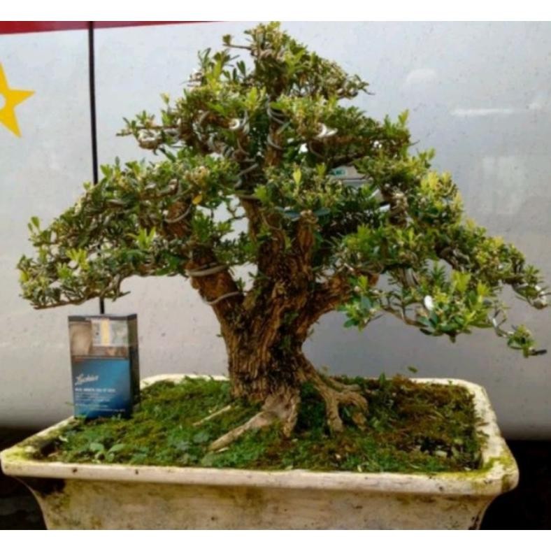 Tanaman Hias Tanaman Bonsai Boxsus Sudah Jadi Siap Pajang Sudah Termasuk Pot - Savanan Bonsai