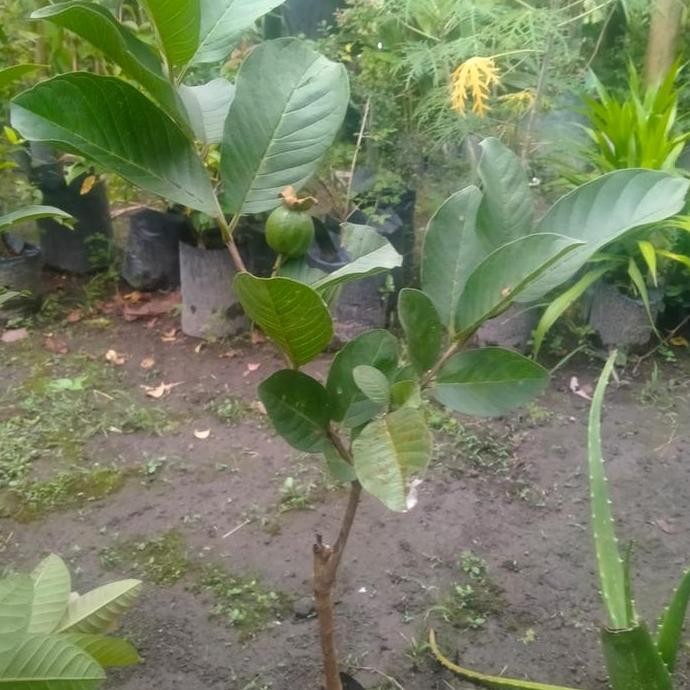 

Terlaris Bibit Tanaman Jambu Kristal/Kristal Putih