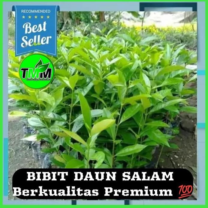 

Terlaris Bibit Daun Salam// Bumbu Dapur Berkualitas Premium