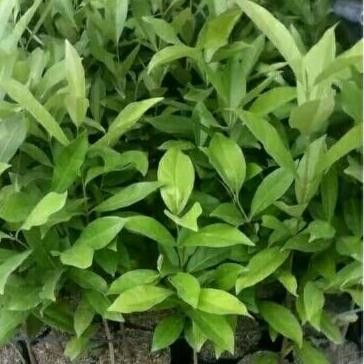 

Terlaris Bibit Daun Salam Bumbu Dapur