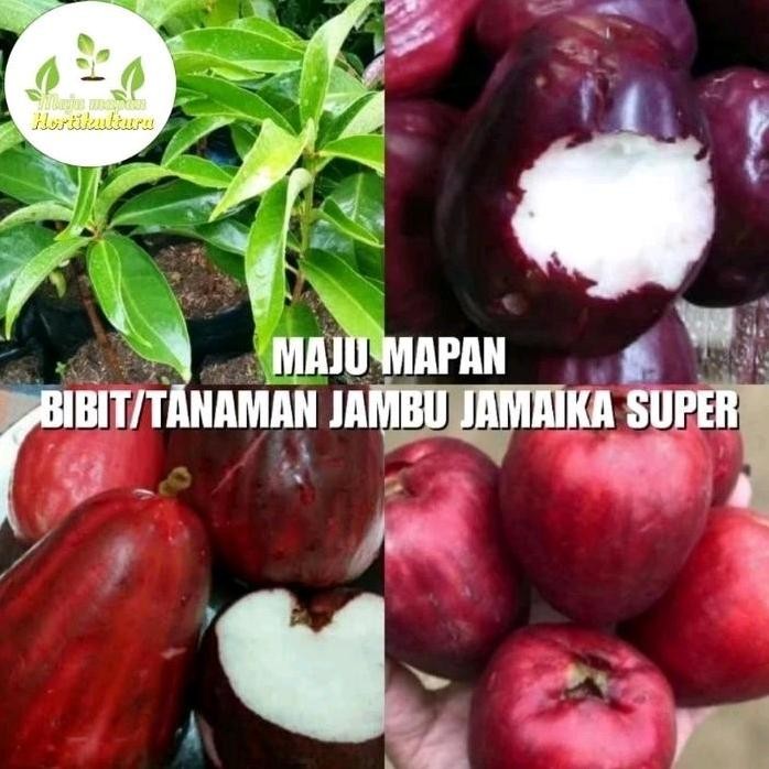 

Terlaris Bibit Jambu Jamaika Jumbo