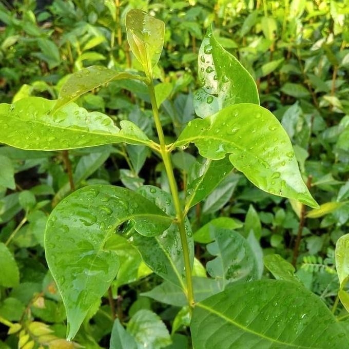 

Terlaris Bibit Pohon Daun Salam Sayur - Tanaman Salam Sayur - Bumbu Masak Eeee