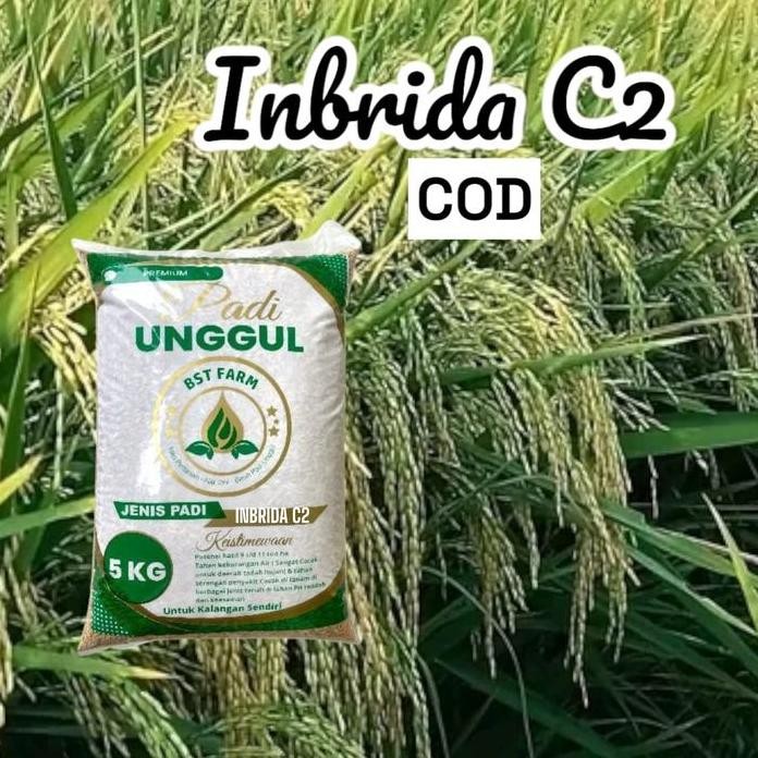 

Terlaris Benih Padi Inbrida C2 Kemasan 5Kg