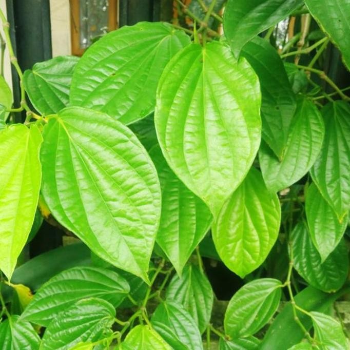 

Terlaris Bibit Pohon Tanaman Daun Sirih Hijau (Obat Herbal)/Murah Berkualitas