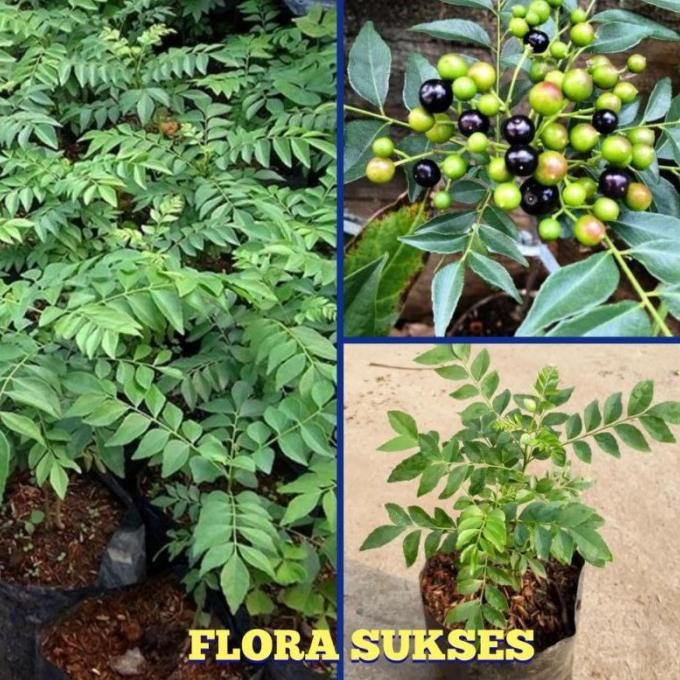 

Terlaris Bibit Tanaman Salam Koja Bibit Daun Kari Bibit Kari [Termurah]