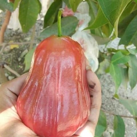 

Terlaris Bibit Jambu Air Madu Merah Cangkok