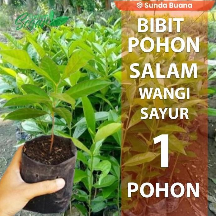 

Terlaris Bibit Tanaman Pohon Daun Salam Wangi Untuk Masakan