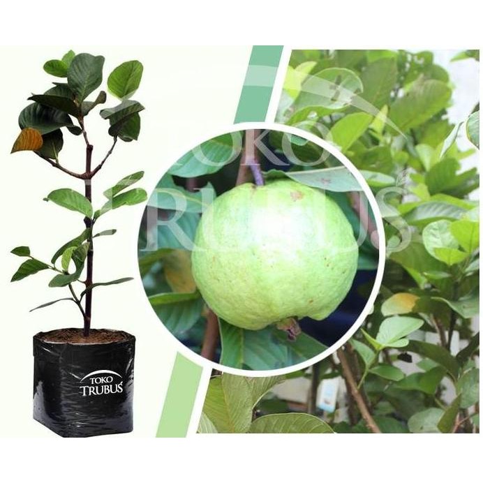 

Terlaris Jambu Biji Kristal Bibit