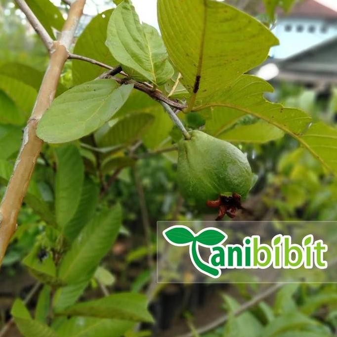 

Terlaris Bibit Tanaman Jambu Getas Merah