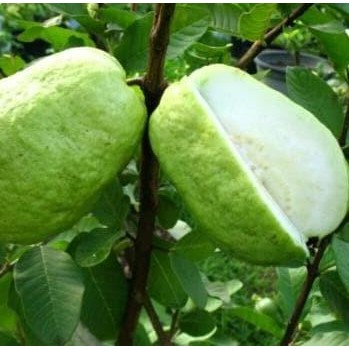 

Terlaris Bibit Buah Jambu Sukun Kristal - Tinggi 60Cm