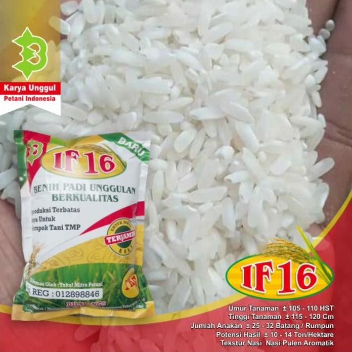 

Terlaris Benih Bibit Padi If 16 Unggulan