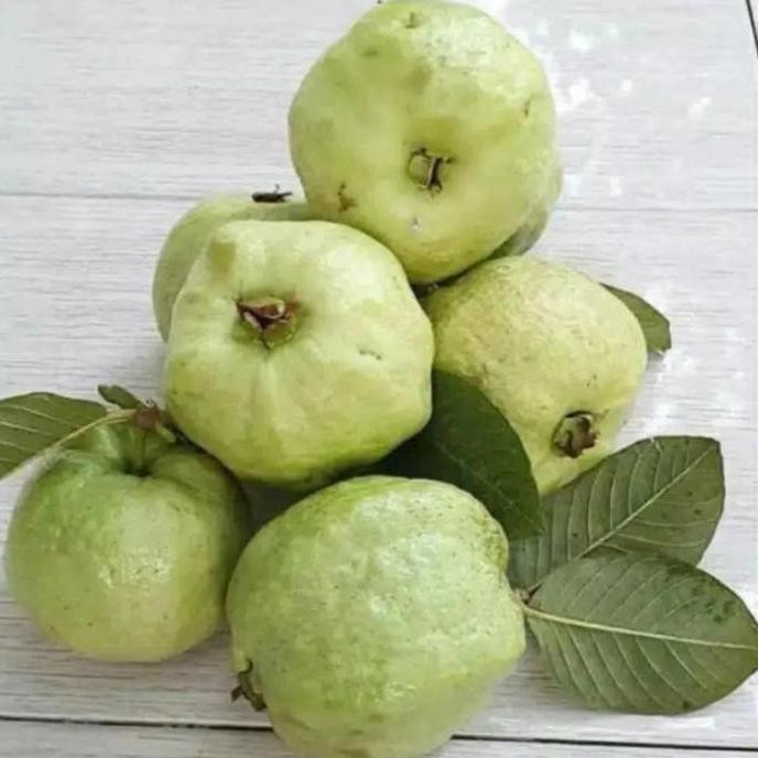 

Terlaris Bibit Tanaman Jambu Kristal Non Biji