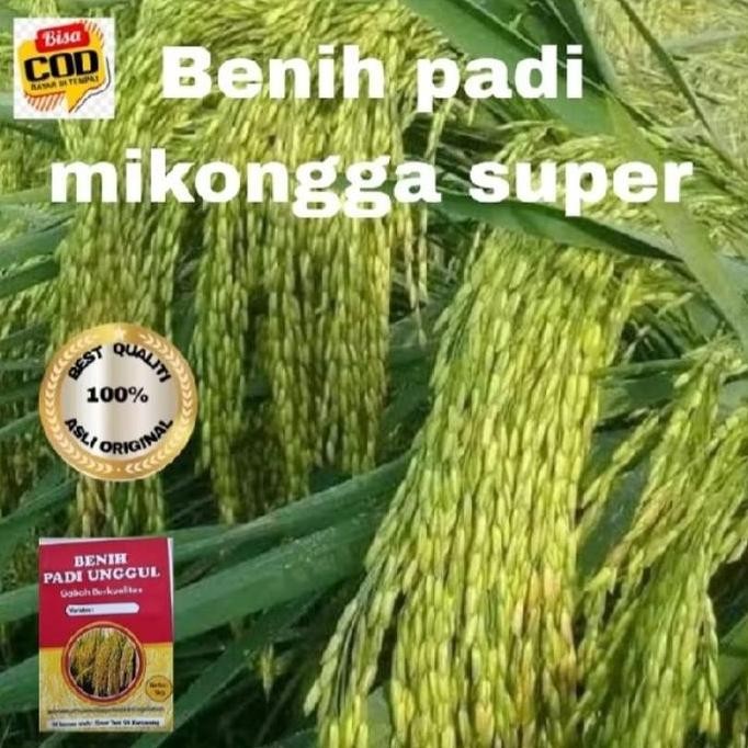 

Terlaris Benih Bibit Padi Ciherang Mikongga 1Kg
