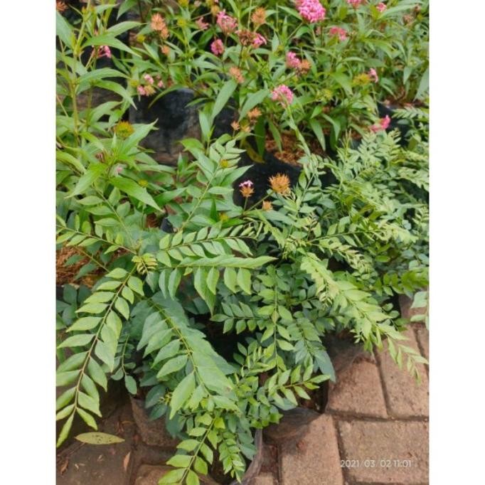 

Terlaris (Bibit /Aneka Bibit) Bibit Daun Kari / Pohon Salam Koja