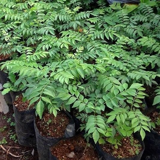 

Terlaris Jtm'' Tanaman Bibit Daun Kari Salam Koja