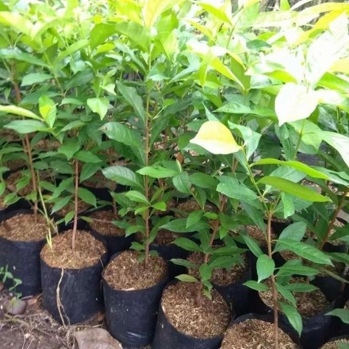 

Terlaris Bibit Tanaman Daun Salam - Daun Sayur - Daun Rempah Masakan