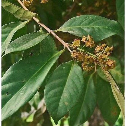 

Terlaris Bibit Tanaman Pohon Buah/Herbal/Bumbu Pohon Daun Salam Dddd