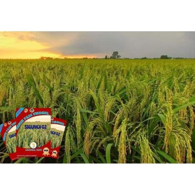 

Terlaris Benih Padi Sigunca 02 Kmasan 1Kg Premium Quality